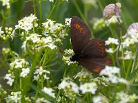 Erebia pharte